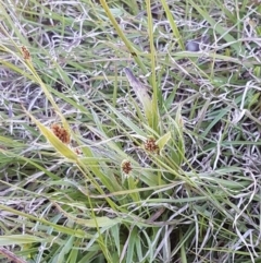 Luzula densiflora (Dense Wood-rush) at Oakdale Nature Reserve - 28 Sep 2020 by tpreston