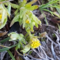 Triptilodiscus pygmaeus (Annual Daisy) at Oakdale Nature Reserve - 28 Sep 2020 by tpreston