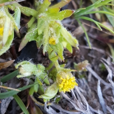 Triptilodiscus pygmaeus (Annual Daisy) at Oakdale Nature Reserve - 28 Sep 2020 by tpreston