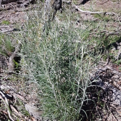 Senecio quadridentatus (Cotton Fireweed) at Collector, NSW - 28 Sep 2020 by tpreston