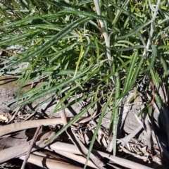 Senecio quadridentatus at Collector, NSW - 28 Sep 2020