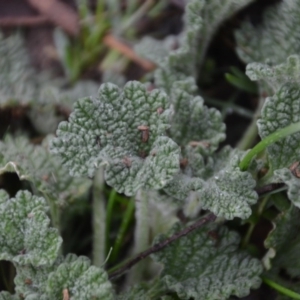 Marrubium vulgare at Wamboin, NSW - 8 Aug 2020