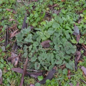 Marrubium vulgare at Wamboin, NSW - 8 Aug 2020