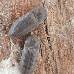 Agrypnus sp. (genus) (Rough click beetle) at Oakdale Nature Reserve - 27 Sep 2020 by tpreston