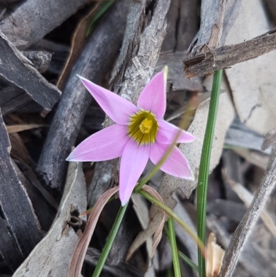 Romulea rosea var. australis (Onion Grass) at Collector, NSW - 28 Sep 2020 by trevorpreston