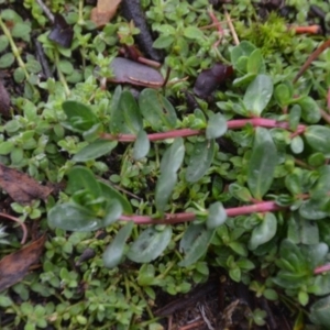 Lythrum hyssopifolia at Wamboin, NSW - 8 Aug 2020