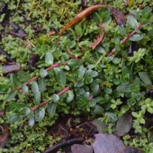 Lythrum hyssopifolia at Wamboin, NSW - 8 Aug 2020