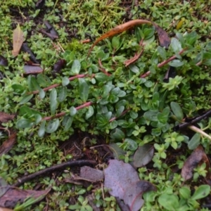Lythrum hyssopifolia at Wamboin, NSW - 8 Aug 2020