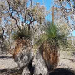 Xanthorrhoea sp. (Grass Tree) at Collector, NSW - 27 Sep 2020 by tpreston
