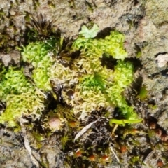 Fossombronia sp. (genus) (A leafy liverwort) at Collector, NSW - 28 Sep 2020 by trevorpreston