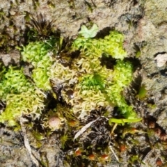 Fossombronia sp. (genus) (A leafy liverwort) at Oakdale Nature Reserve - 27 Sep 2020 by tpreston