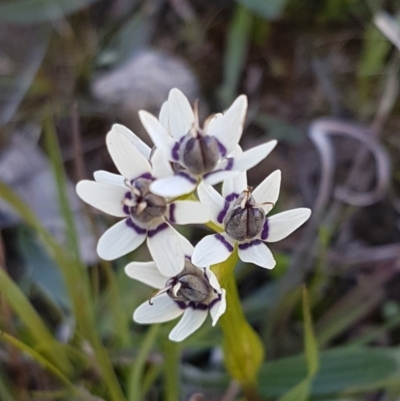 Wurmbea dioica subsp. dioica (Early Nancy) at Collector, NSW - 27 Sep 2020 by tpreston