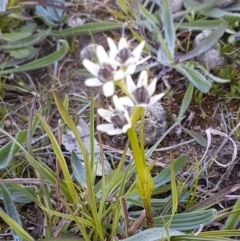 Wurmbea dioica subsp. dioica at Collector, NSW - 28 Sep 2020 09:48 AM