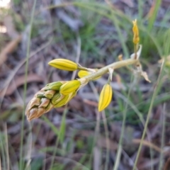Bulbine bulbosa (Golden Lily) at Collector, NSW - 27 Sep 2020 by tpreston