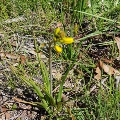 Bulbine bulbosa at Collector, NSW - 28 Sep 2020