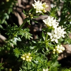 Asperula conferta (Common Woodruff) at Collector, NSW - 27 Sep 2020 by tpreston