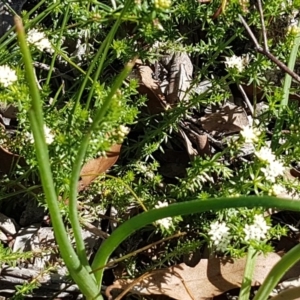 Asperula conferta at Collector, NSW - 28 Sep 2020