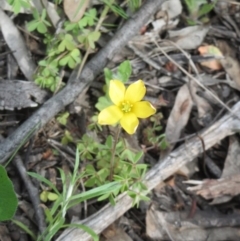 Oxalis sp. (Wood Sorrel) at Hawker, ACT - 27 Sep 2020 by sangio7