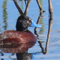 Oxyura australis (Blue-billed Duck) at Fyshwick, ACT - 26 Sep 2020 by roymcd