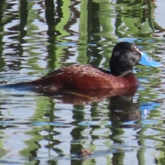 Oxyura australis at Fyshwick, ACT - 26 Sep 2020