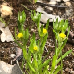 Triptilodiscus pygmaeus (Annual Daisy) at Nail Can Hill - 26 Sep 2020 by Damian Michael