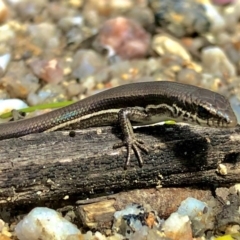 Morethia boulengeri (Boulenger's Skink) at Albury - 26 Sep 2020 by DamianMichael