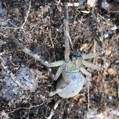 Neosparassus calligaster (Beautiful Badge Huntsman) at Albury - 26 Sep 2020 by DamianMichael