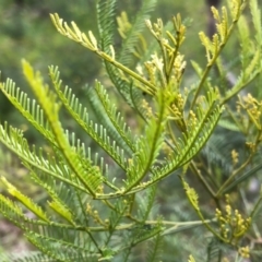 Acacia deanei subsp. paucijuga (Green Wattle) at Albury - 26 Sep 2020 by DamianMichael