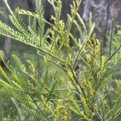 Acacia deanei subsp. paucijuga at Glenroy, NSW - 26 Sep 2020 04:12 PM