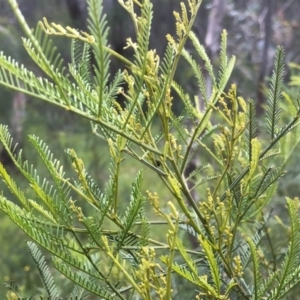 Acacia deanei subsp. paucijuga at Glenroy, NSW - 26 Sep 2020 04:12 PM