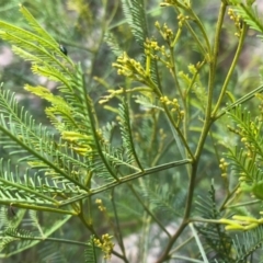 Acacia deanei subsp. paucijuga at Glenroy, NSW - 26 Sep 2020 04:12 PM