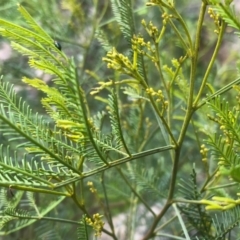 Acacia deanei subsp. paucijuga at Glenroy, NSW - 26 Sep 2020