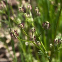 Daucus glochidiatus (Australian Carrot) at Albury - 26 Sep 2020 by DamianMichael