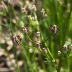 Daucus glochidiatus (Australian Carrot) at Nail Can Hill - 26 Sep 2020 by Damian Michael