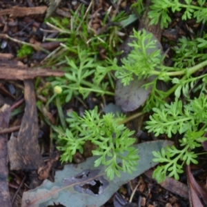 Cotula australis at Wamboin, NSW - 8 Aug 2020 07:33 PM