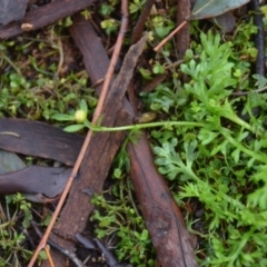 Cotula australis at Wamboin, NSW - 8 Aug 2020 07:33 PM