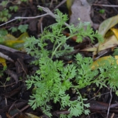 Cotula australis at Wamboin, NSW - 8 Aug 2020