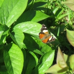 Vanessa itea (Yellow Admiral) at Wanniassa, ACT - 28 Sep 2020 by SandraH