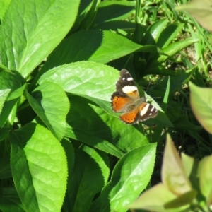 Vanessa itea at Wanniassa, ACT - 28 Sep 2020 01:28 PM