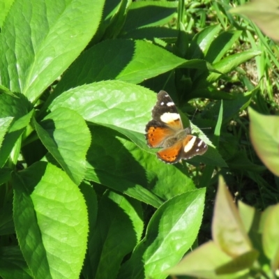 Vanessa itea (Yellow Admiral) at Wanniassa, ACT - 28 Sep 2020 by SandraH