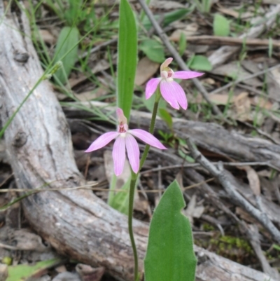 Caladenia carnea (Pink Fingers) at Hawker, ACT - 27 Sep 2020 by sangio7