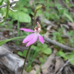 Caladenia carnea at Hawker, ACT - suppressed