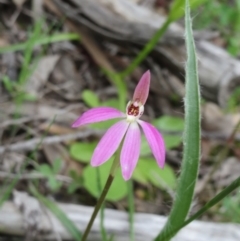 Caladenia carnea at Hawker, ACT - suppressed