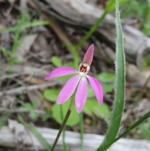 Caladenia carnea at Hawker, ACT - suppressed