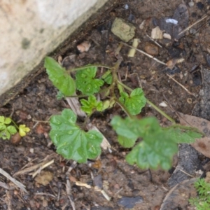 Malva neglecta at Wamboin, NSW - 8 Aug 2020 07:36 PM