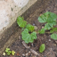 Malva neglecta at Wamboin, NSW - 8 Aug 2020