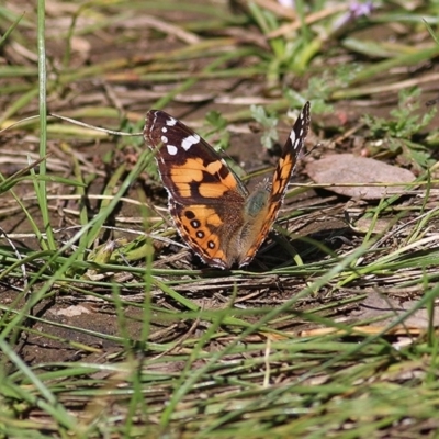 Vanessa kershawi (Australian Painted Lady) at Wodonga, VIC - 28 Sep 2020 by Kyliegw