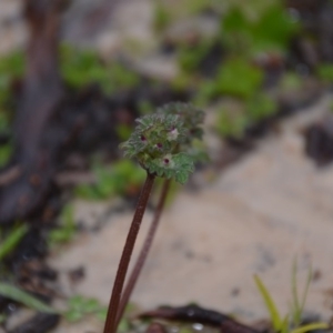 Lamium amplexicaule at Wamboin, NSW - 8 Aug 2020