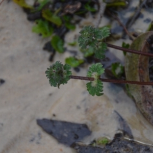 Lamium amplexicaule at Wamboin, NSW - 8 Aug 2020