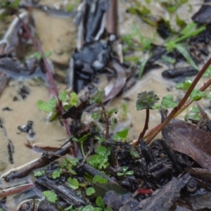 Lamium amplexicaule at Wamboin, NSW - 8 Aug 2020